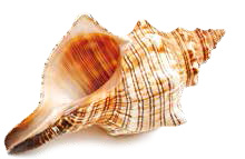 Cyprus-ракушка